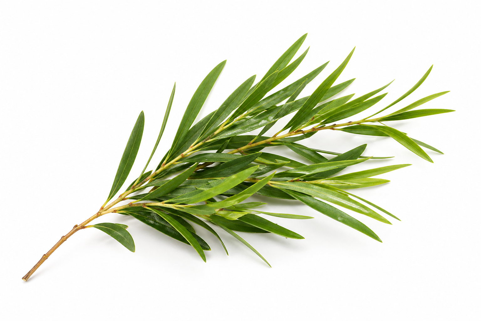 planta-de-arbore-de-ceai